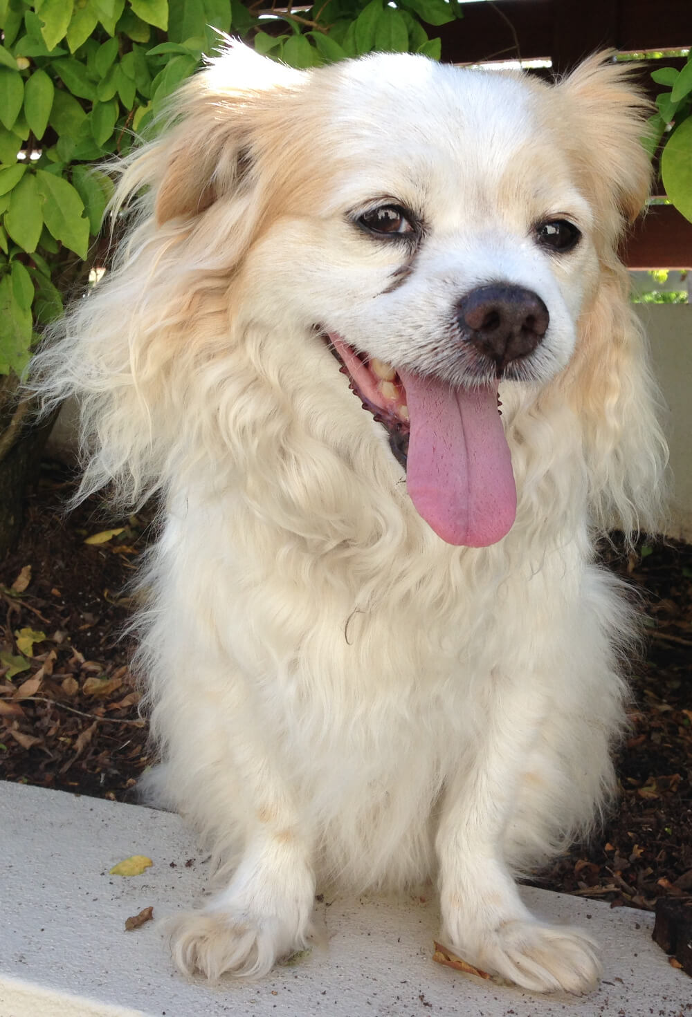 Walk in the park smiling dog