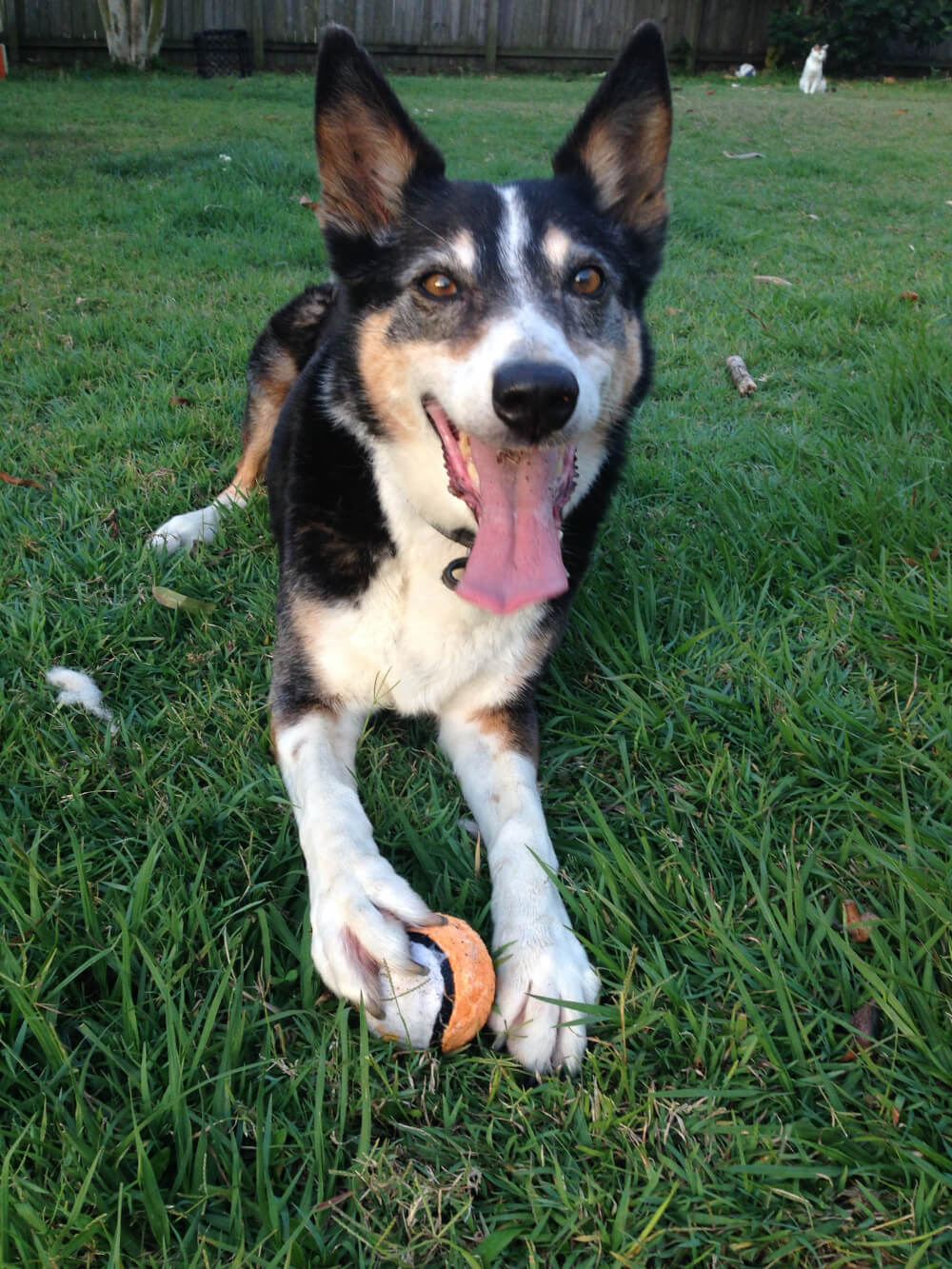 Walk in the Park Dog in Park