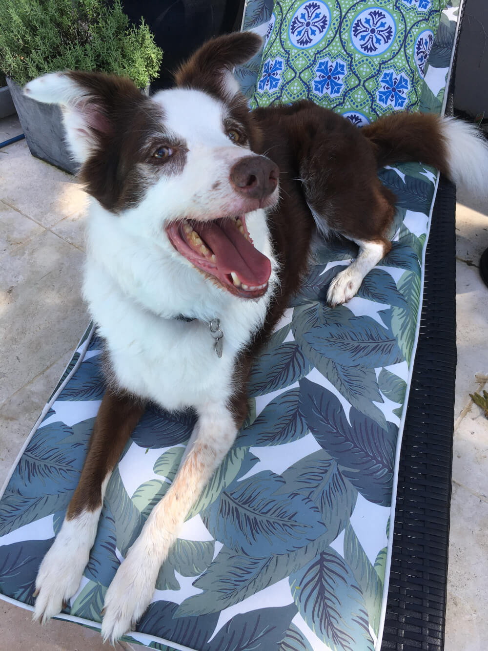 A Walk in the Park Smiling Dog