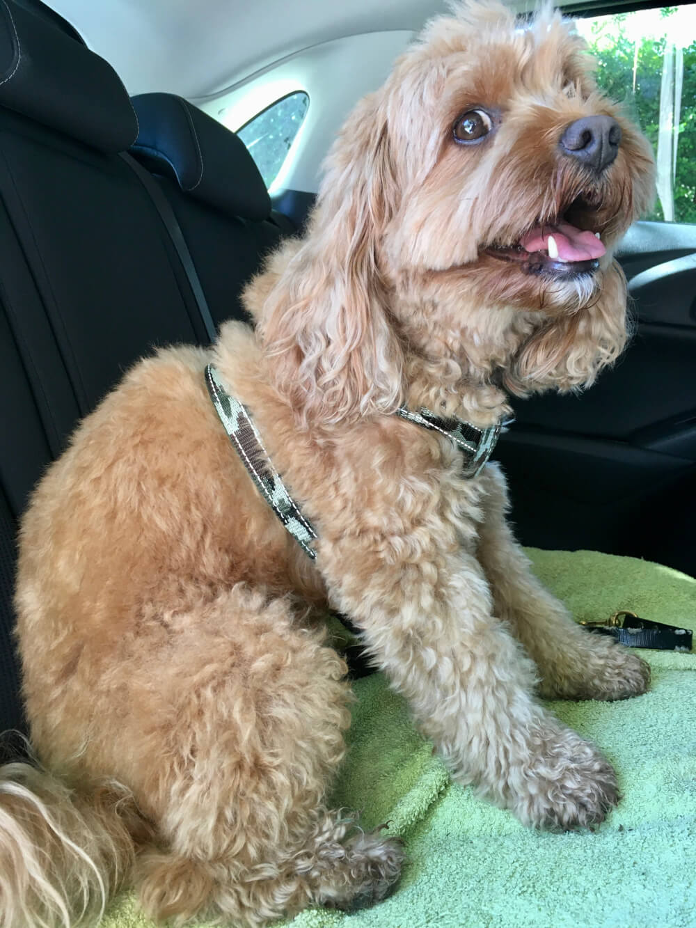 Walk in the Park Dog in Car