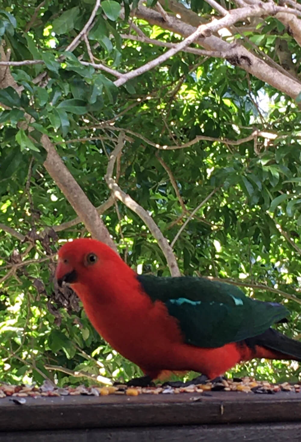 Walk in the Park Red Pet Bird