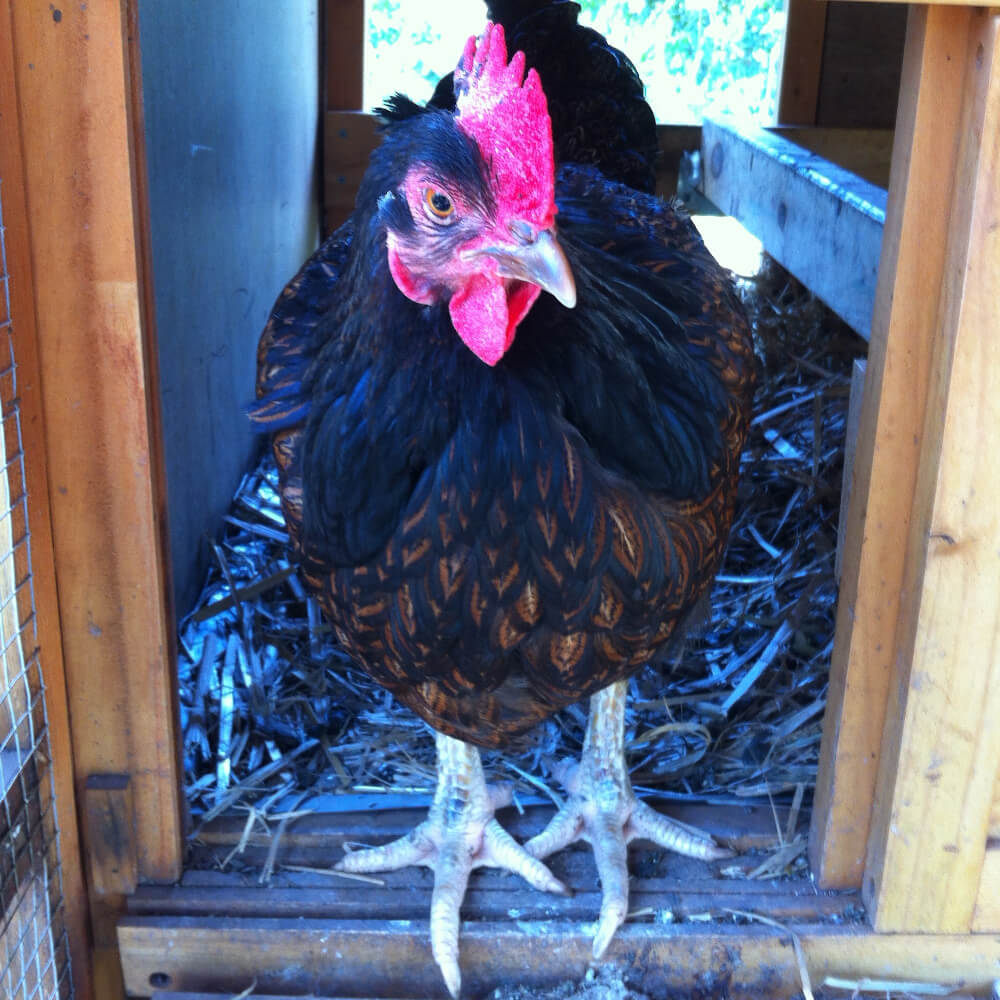 other-services-2-1000 (1) Walk in the Park Pet Chicken