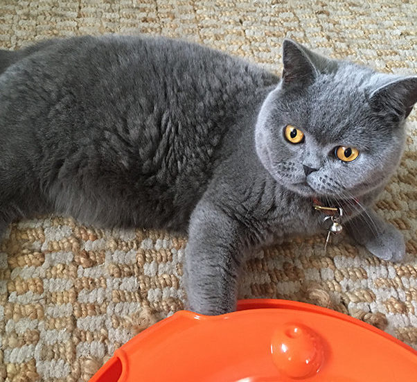 Pet Sitting Dog Sitter Cat Sitting Brisbane Chapel Hill